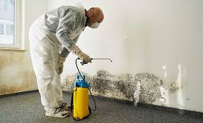 Professional Mold Removal in Bohners Lake, WI